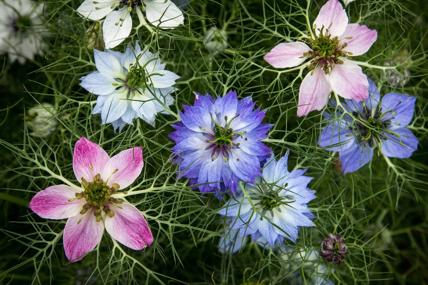 Nigella Seeds - Small Garden Sowing
