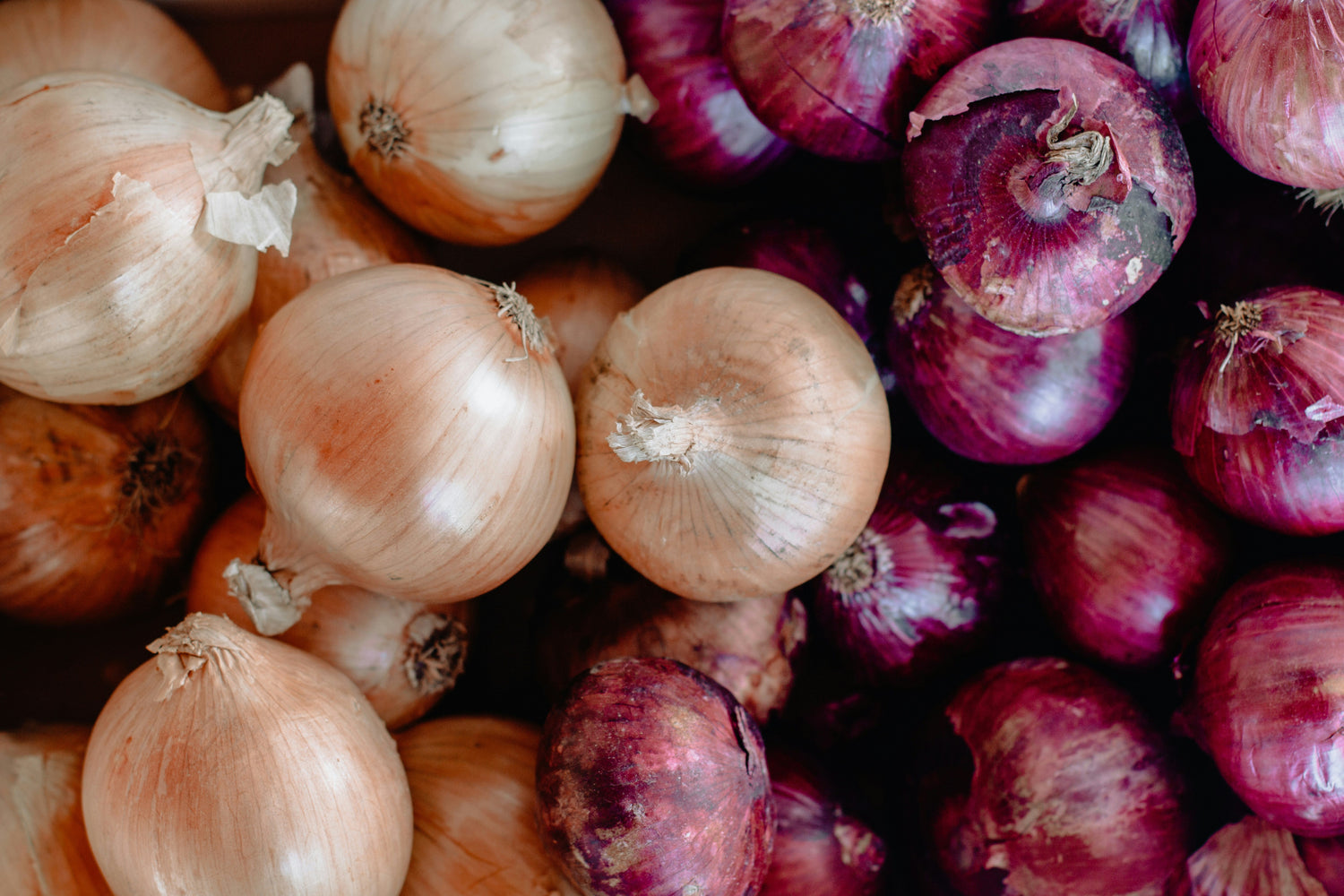 Onion Seeds - Small Garden Sowing