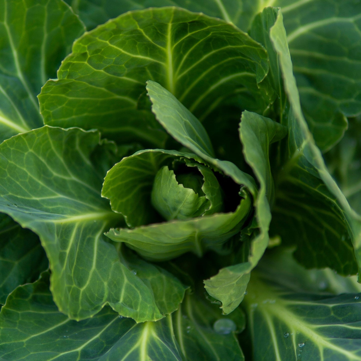 Cabbage - Greyhound- 40 seeds - Small Garden Sowing