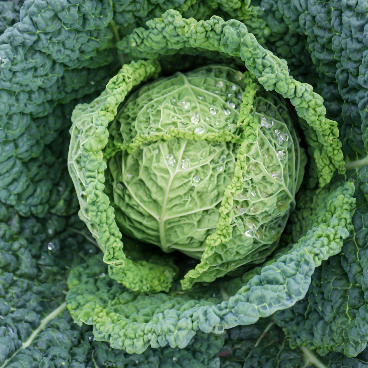 Cabbage - Vertus 2 - 40 seeds - Small Garden Sowing