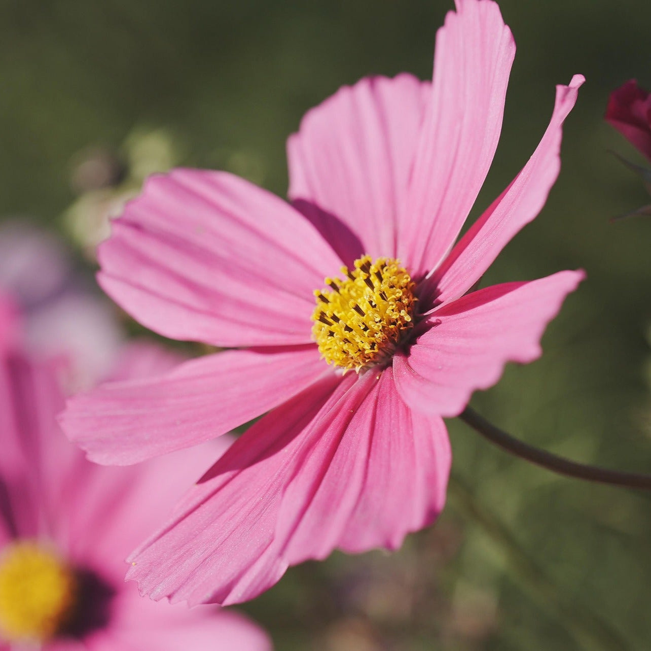 Cosmos - Sensation Pinkie