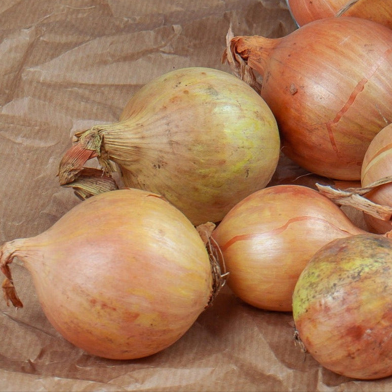 Small Garden Sowing - Onion - Ailsa Craig