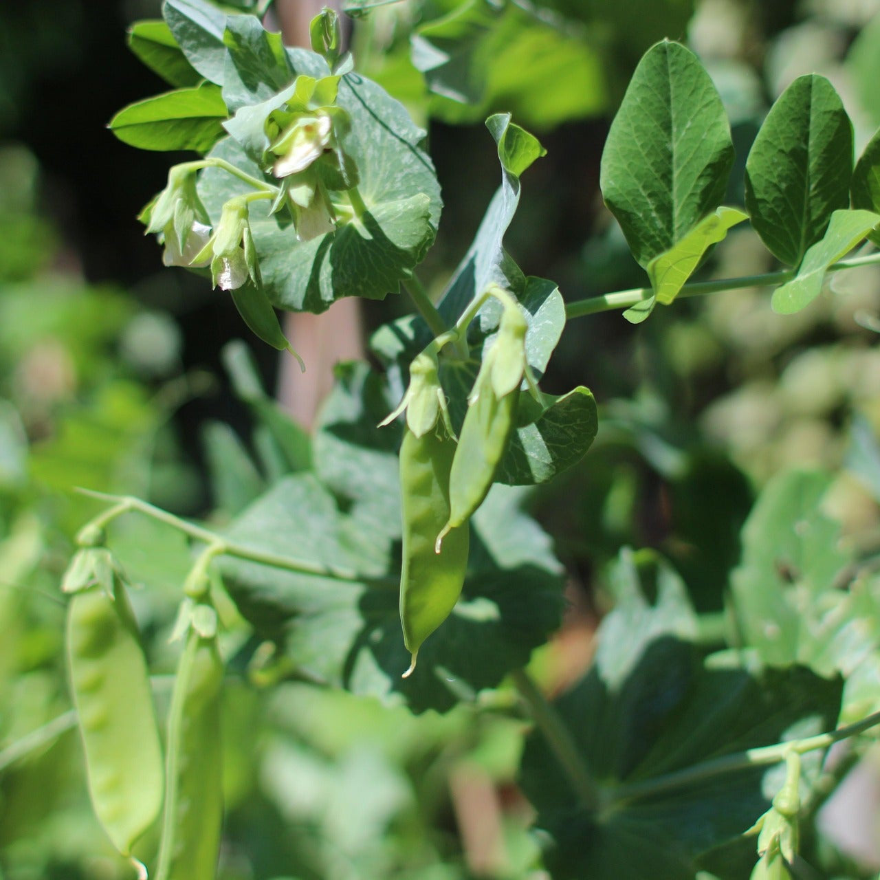 Small Garden Sowing - Pea - Carouby De Maussane