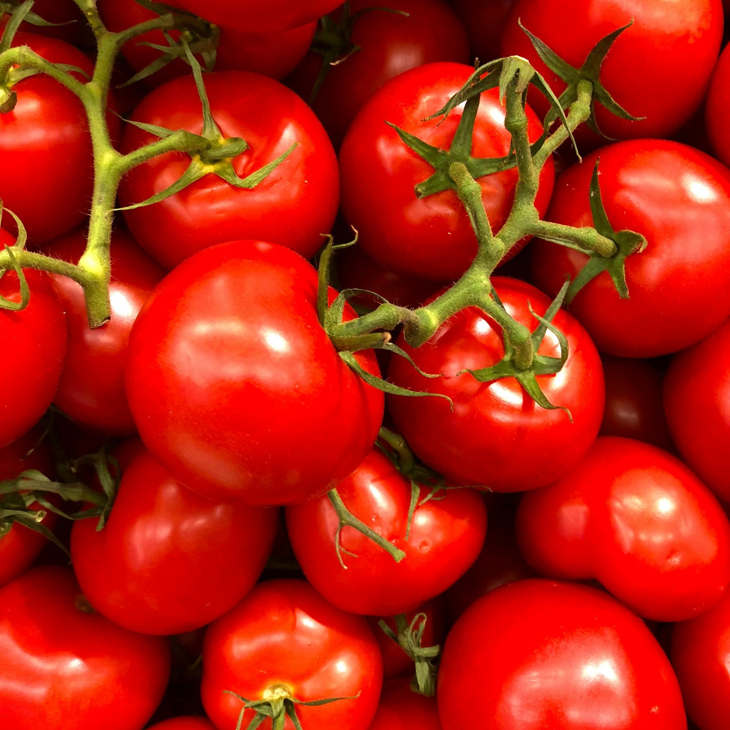 Tomato - Outdoor Girl - 10 seeds - Small Garden Sowing