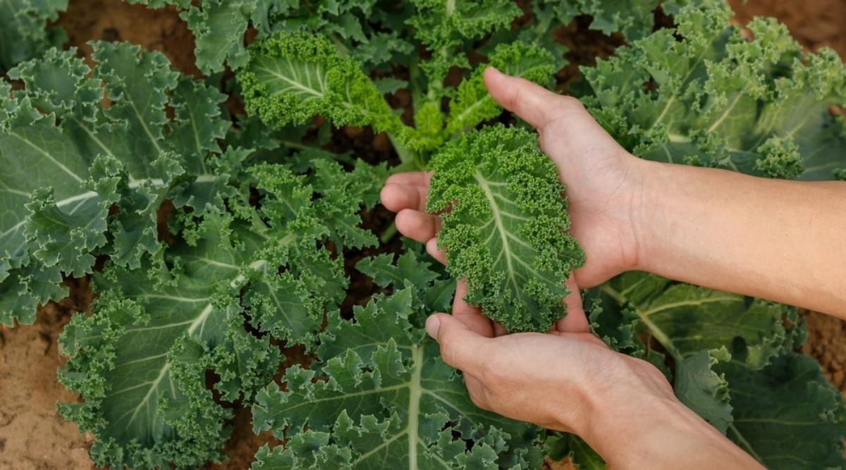 Kale Seeds - Small Garden Sowing