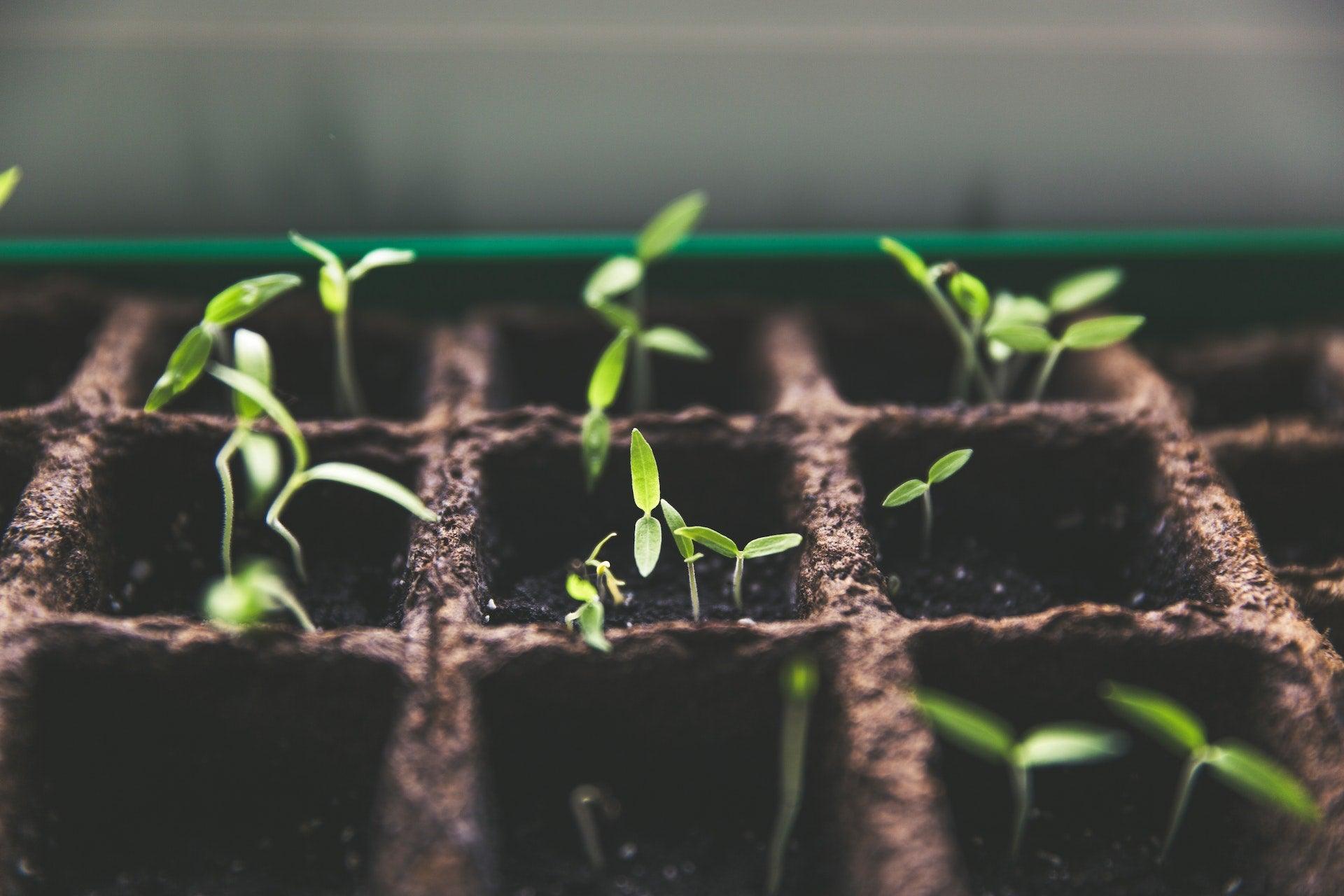 May Sowing - Small Garden Sowing