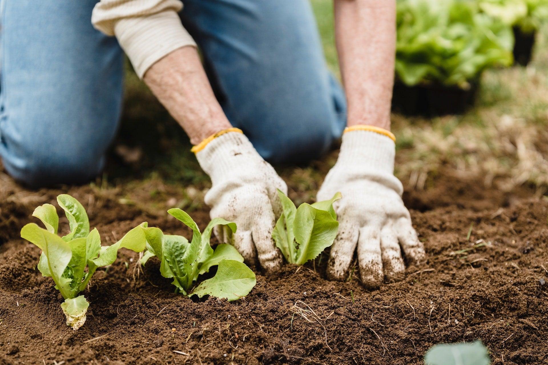 Sale - Small Garden Sowing