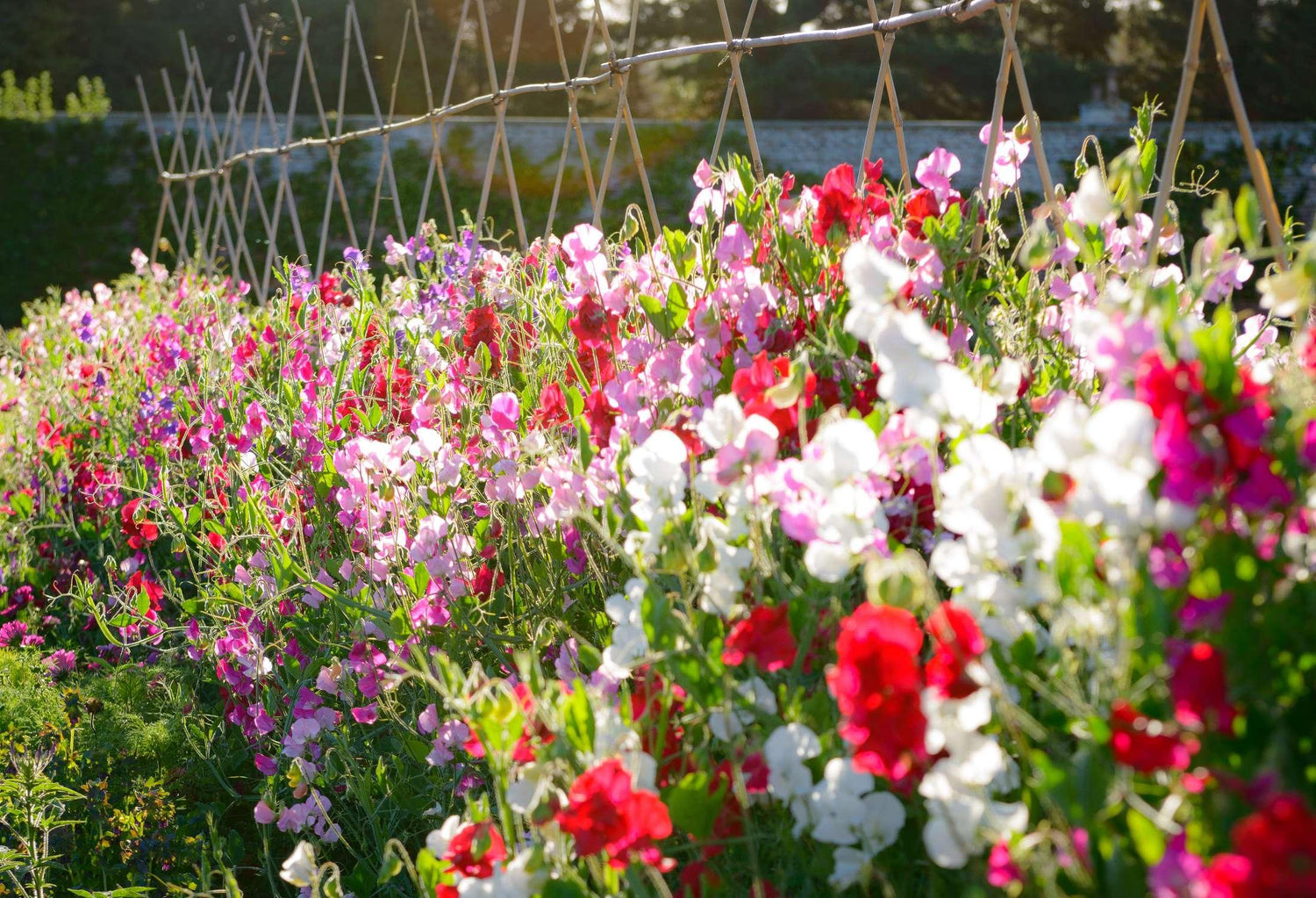 Shop All Sweet Pea Seeds - Small Garden Sowing