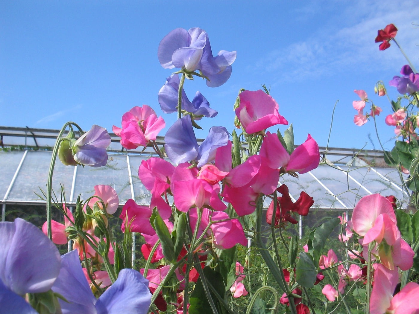 Shop All Sweet Pea Seeds - Small Garden Sowing