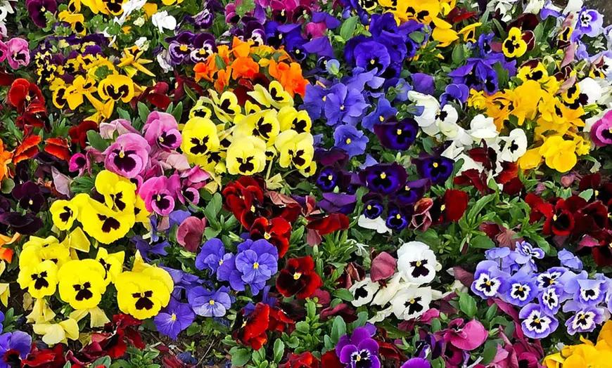 Pansy Seeds - Small Garden Sowing