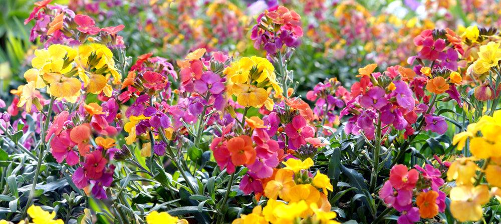 Wallflower Seeds - Small Garden Sowing