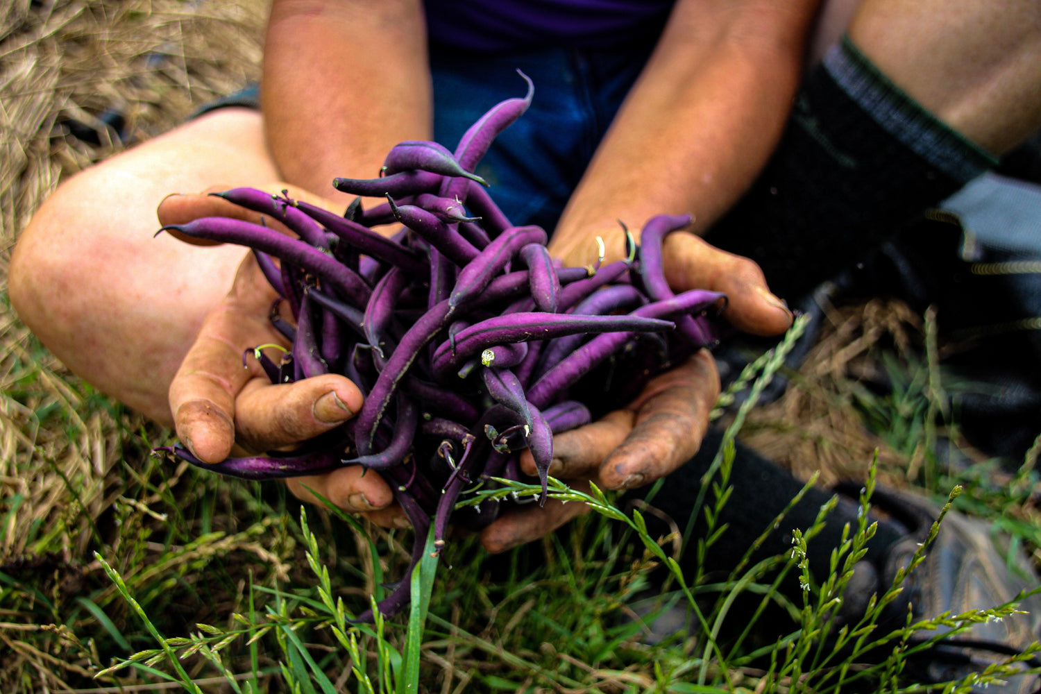 Bean Seeds - Small Garden Sowing