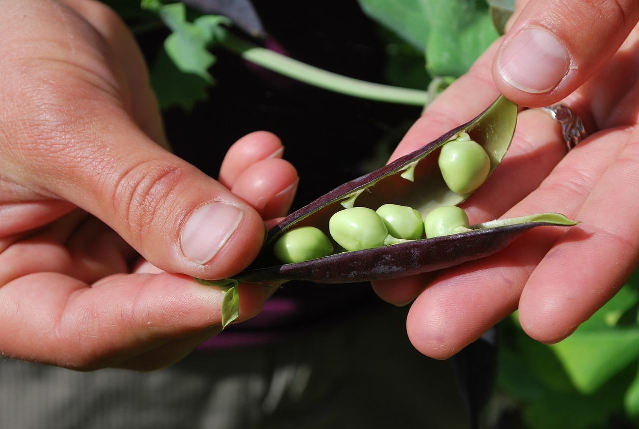 Pea Seeds - Small Garden Sowing