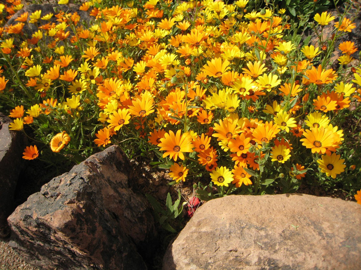Calendula Seeds - Small Garden Sowing