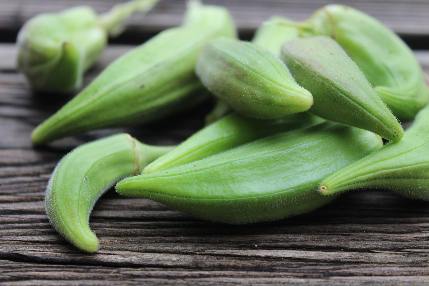 Okra Seeds - Small Garden Sowing