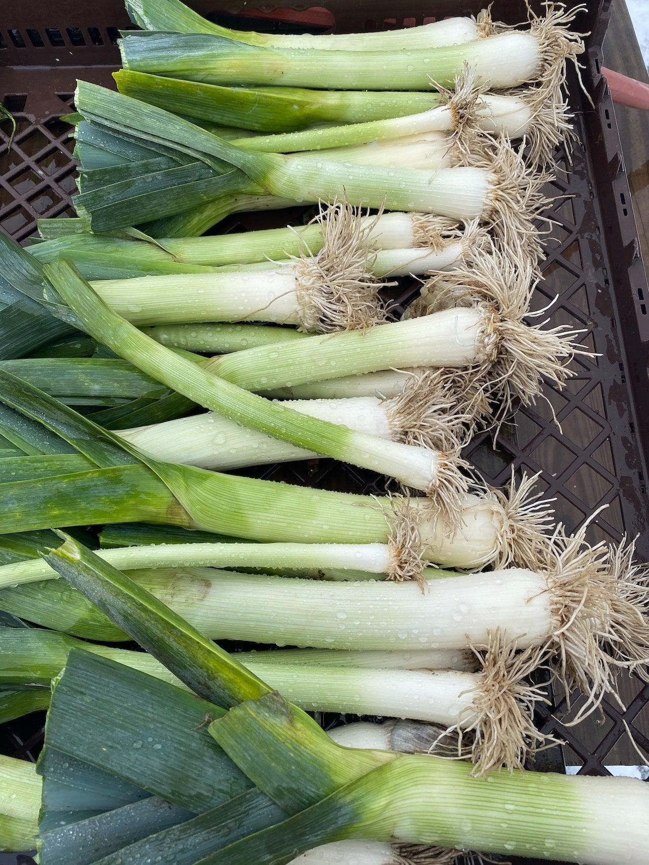 Leek Seeds - Small Garden Sowing