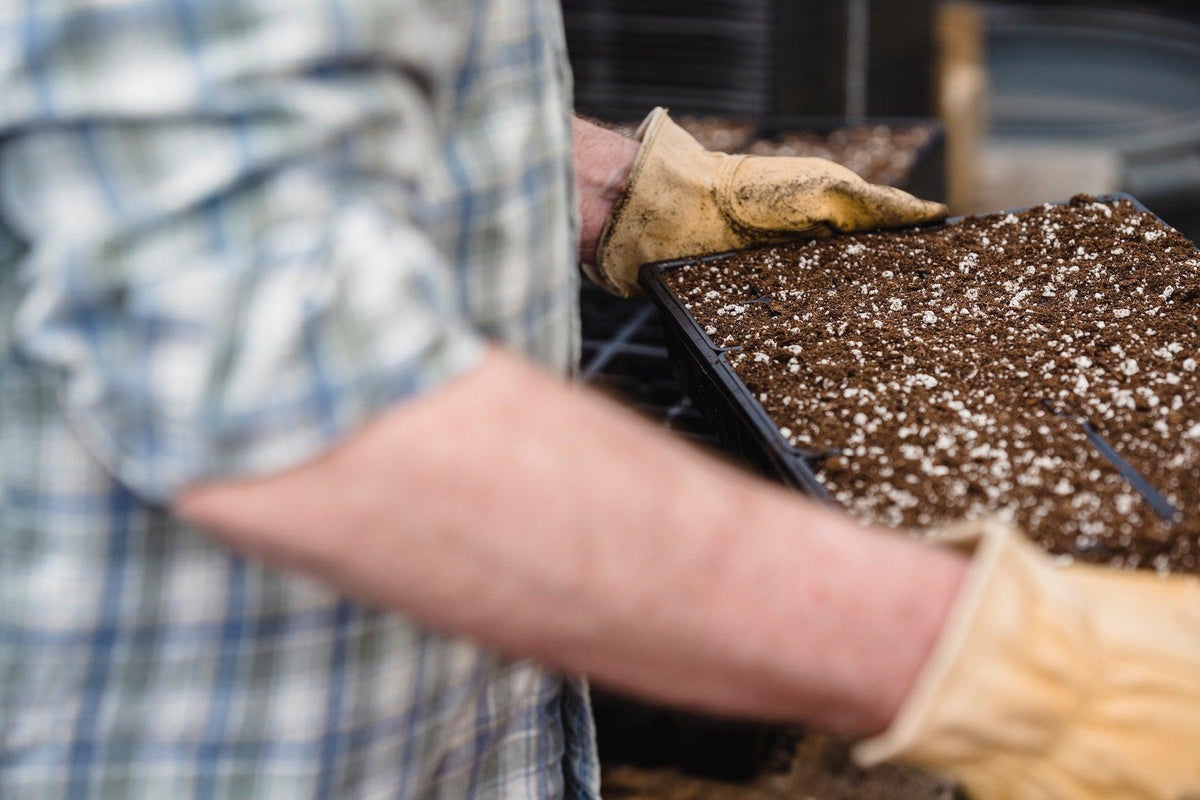 Sowing Packs - Small Garden Sowing