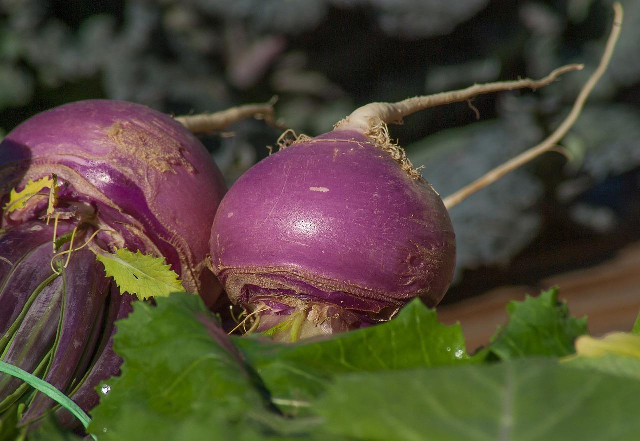 Turnip Seeds - Small Garden Sowing