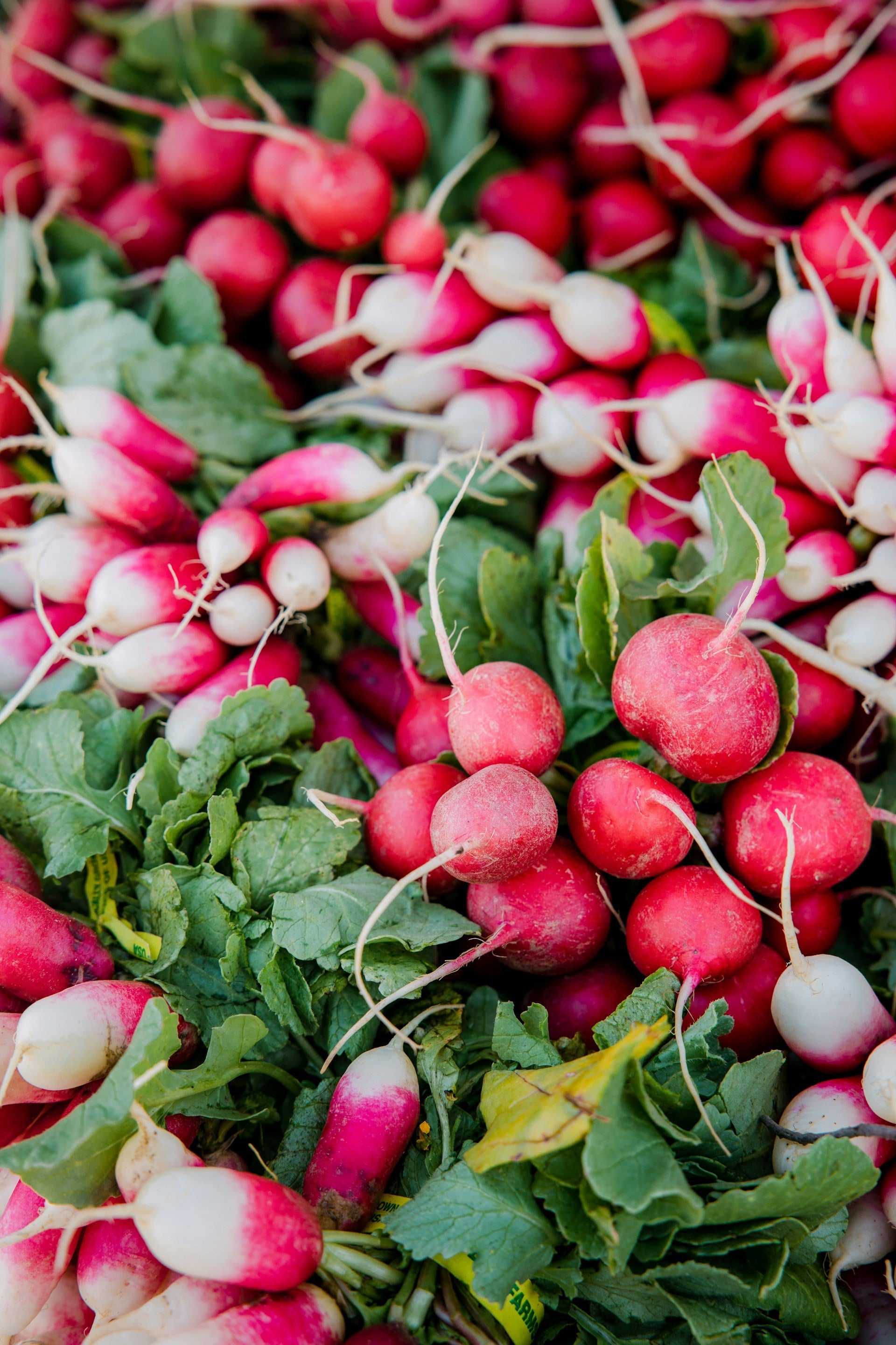 Radish Seeds – Small Garden Sowing