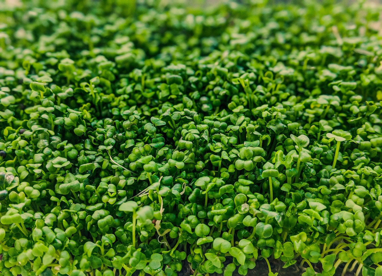 Cress Seeds - Small Garden Sowing