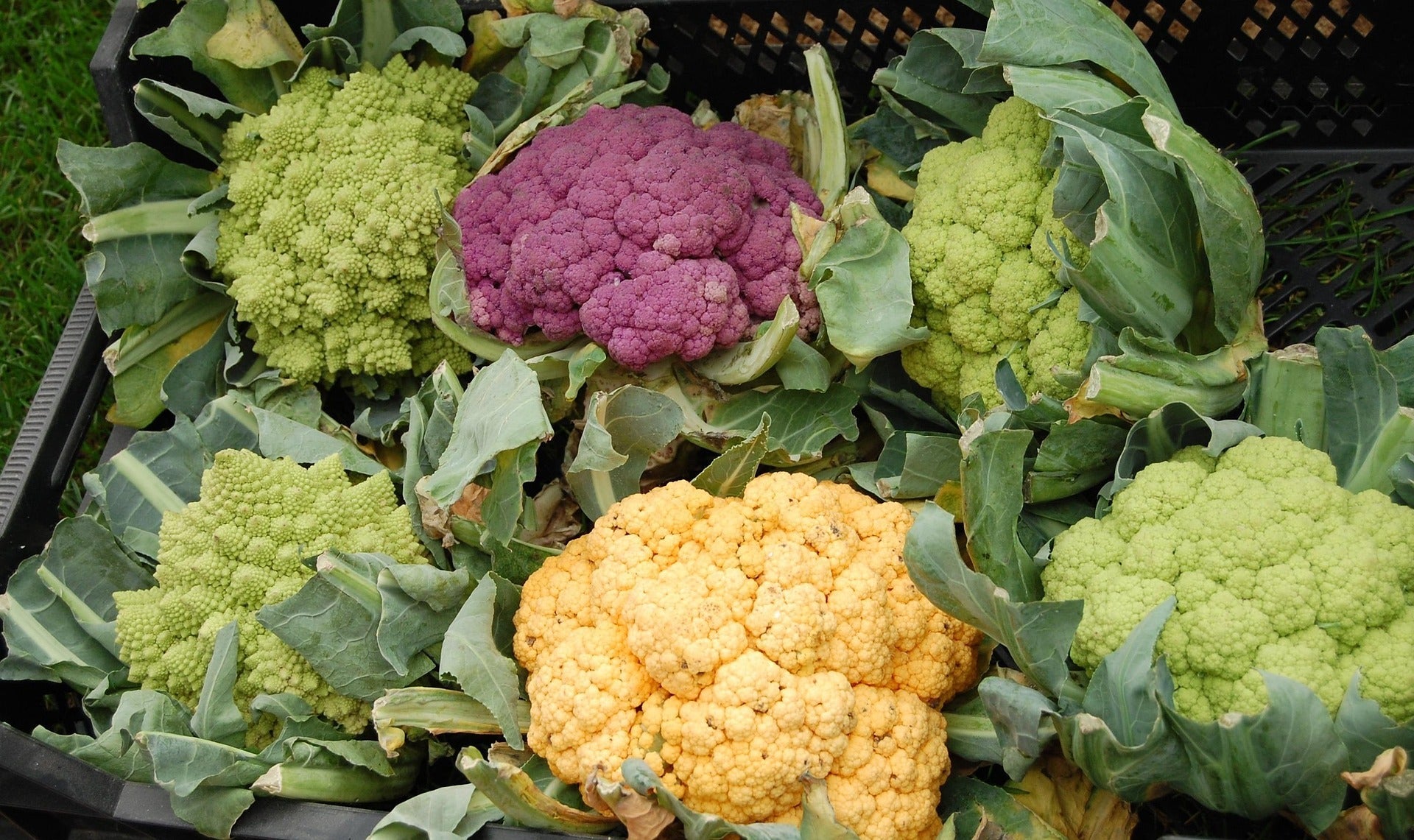 Cauliflower Seeds - Small Garden Sowing