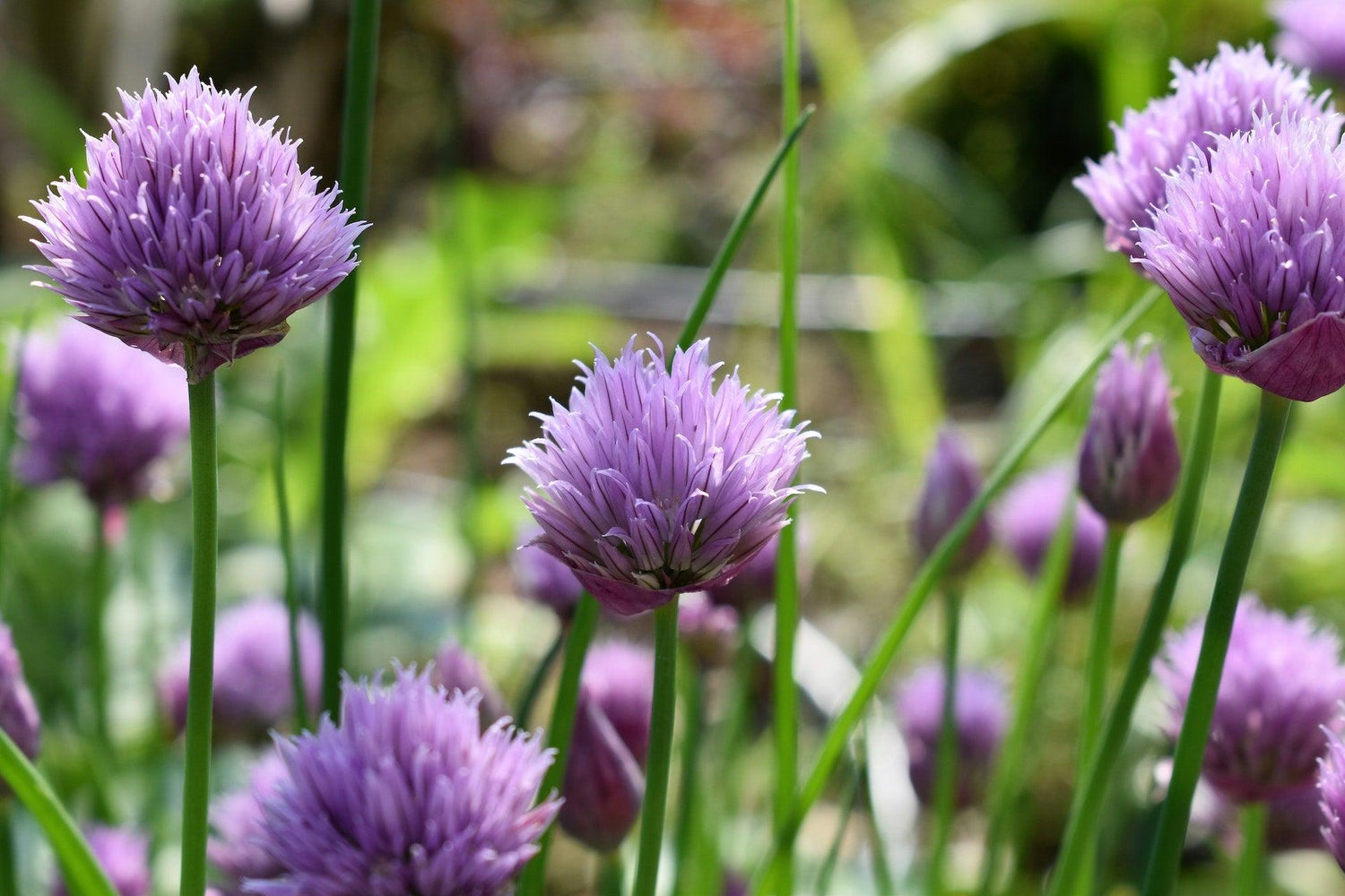 Chive Seeds - Small Garden Sowing