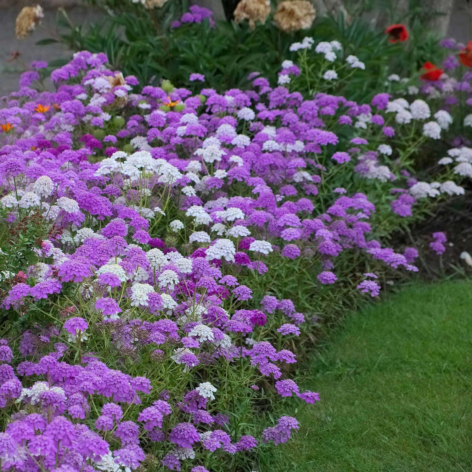 Candytuft Seeds - Small Garden Sowing