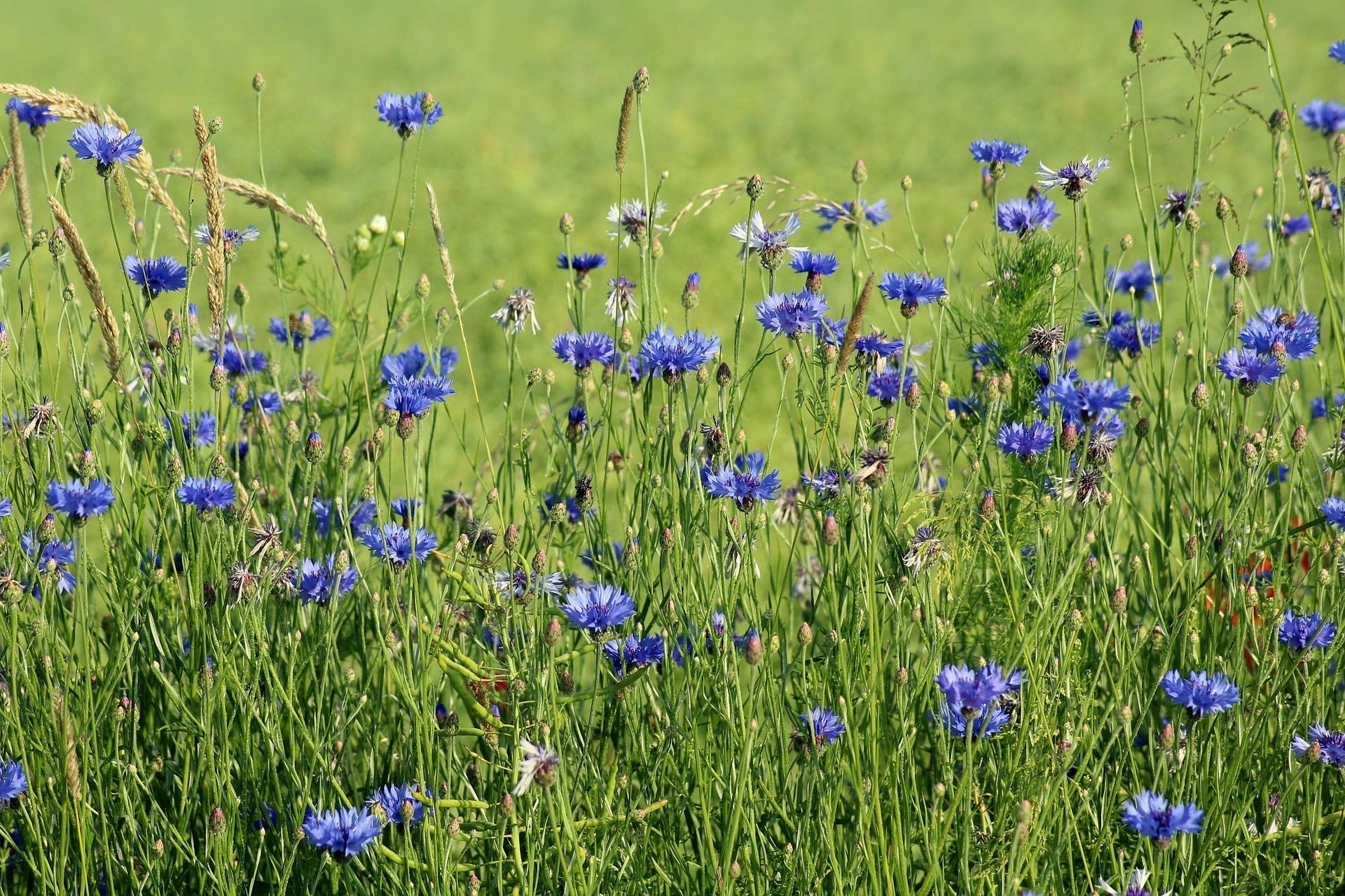 Cornflower Seeds - Small Garden Sowing