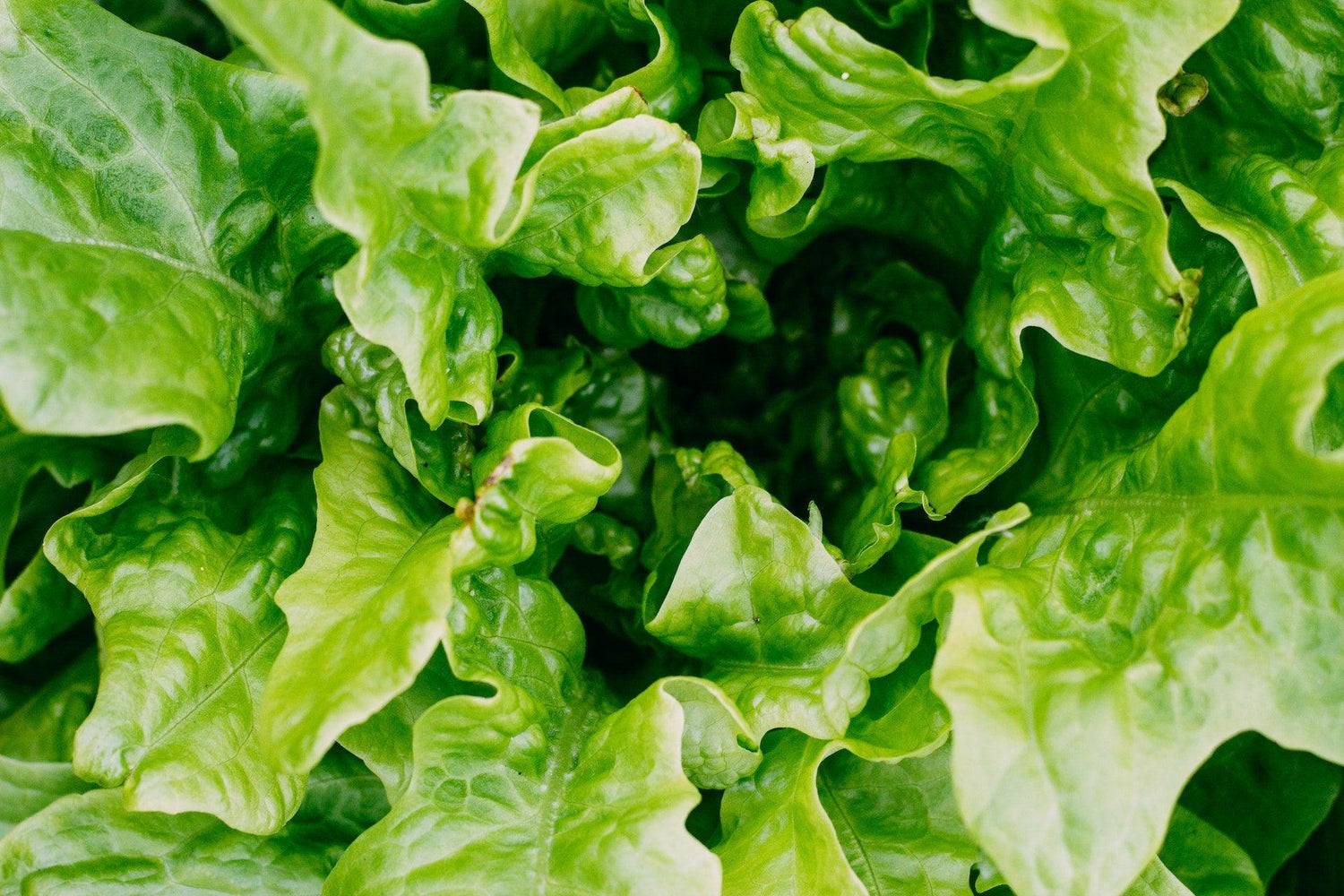 Lettuce Seeds - Small Garden Sowing