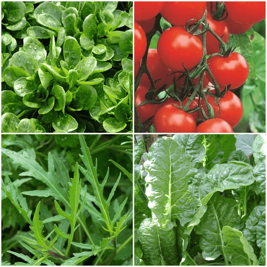 Salad Pack: Lambs Lettuce, Tomato Moneymaker, Perpetual Spinach, Wild Rocket