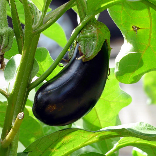 Aubergine - Black Beauty - 15 seeds - Small Garden Sowing