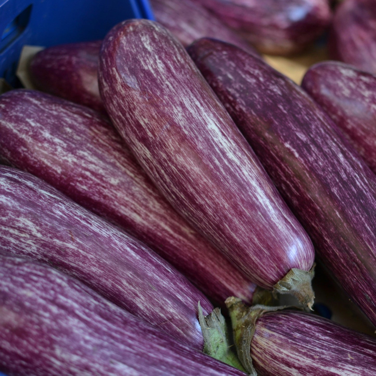 Aubergine - Listada De Gandia - 15 seeds - Small Garden Sowing