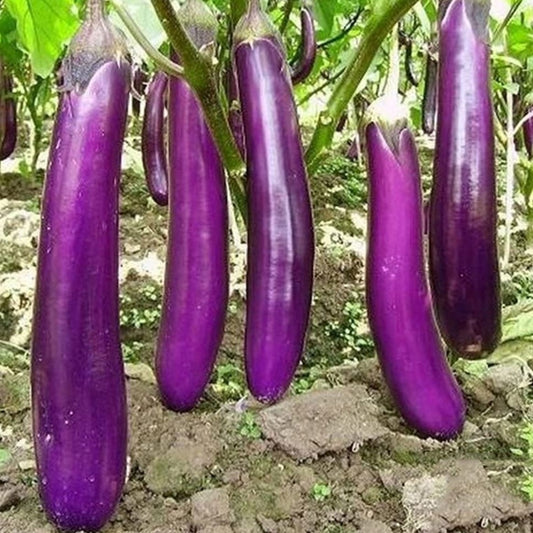 Aubergine - Long Purple - 20 seeds