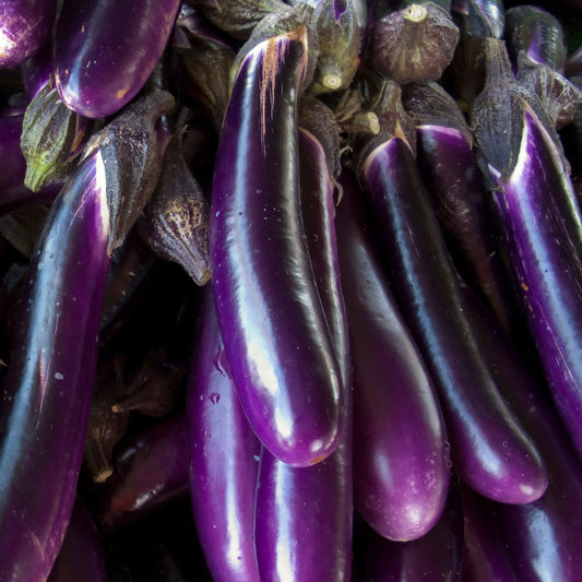 Aubergine Long Purple - Small Garden Sowing