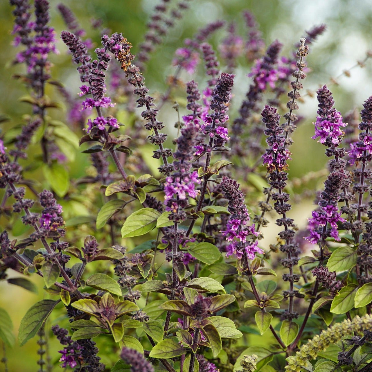 Basil - Cinnamon - 50 seeds - Small Garden Sowing