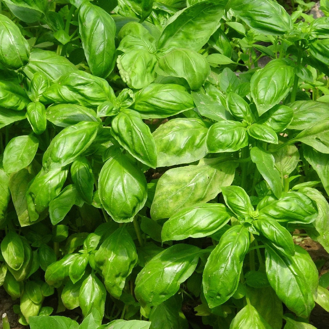 Basil - Classic Italian – Small Garden Sowing