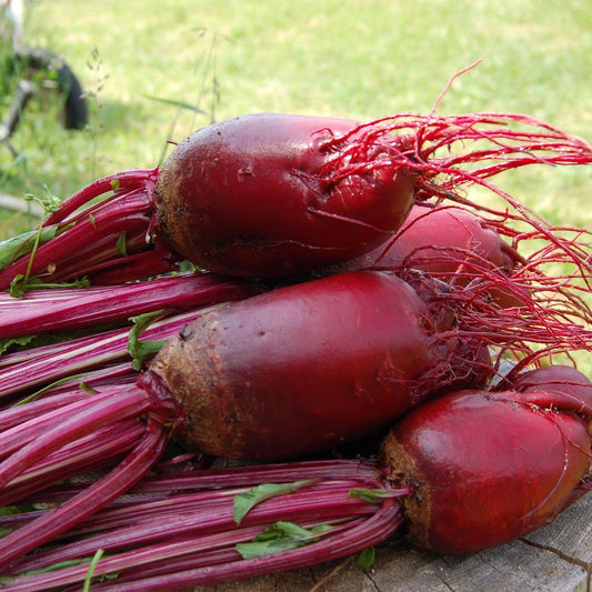 Beetroot - Cylindra - 50 seeds - Small Garden Sowing