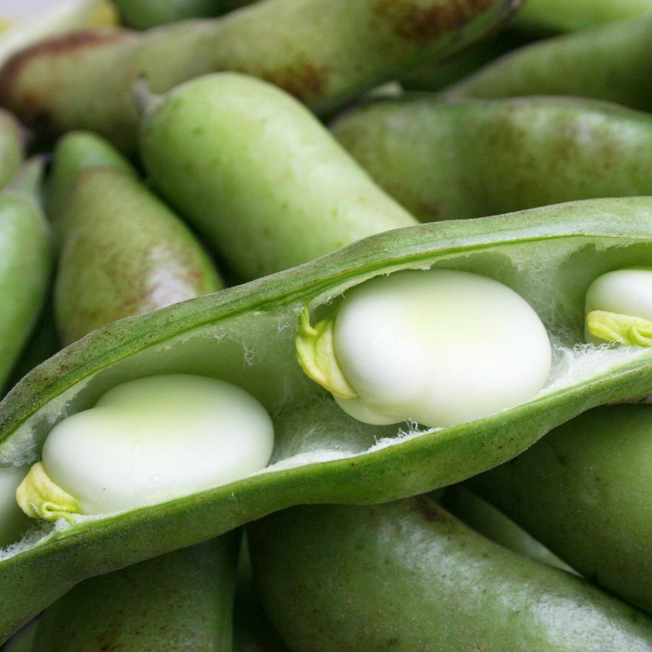 Bean - Broad Bean - Aquadulce Claudia - 10 seeds - Small Garden Sowing