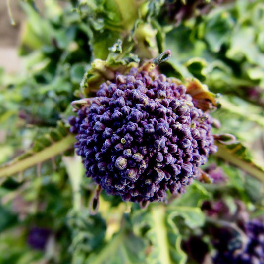 Broccoli - Early Purple Sprouting - 50 seeds - Small Garden Sowing