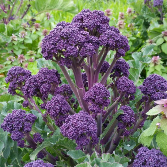 Broccoli - Early Purple Sprouting - 50 seeds - Small Garden Sowing