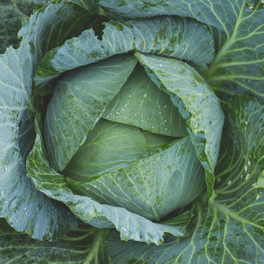 Cabbage  - Durham Early Spring Greens - 40 seeds - Small Garden Sowing