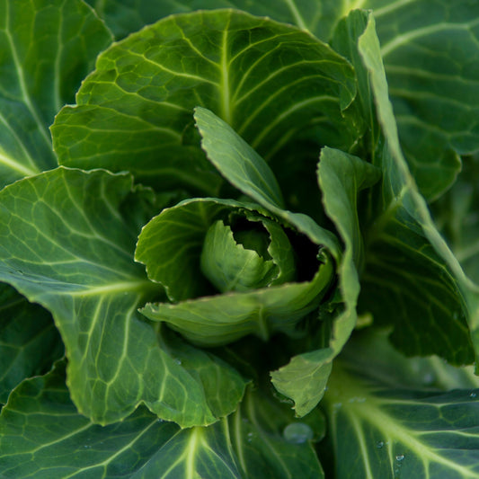 Cabbage  - Greyhound- 40 seeds - Small Garden Sowing