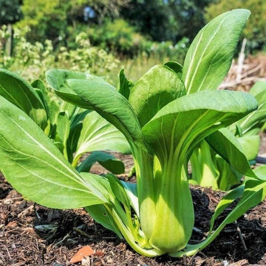 Cabbage - Pak Choi - Green Stem - 50 seeds - Small Garden Sowing