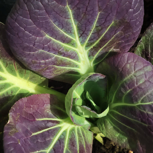 Cabbage - Pak Choi - Red F1 - 25 seeds - Small Garden Sowing