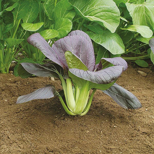 Cabbage - Pak Choi - Red F1 - 25 seeds