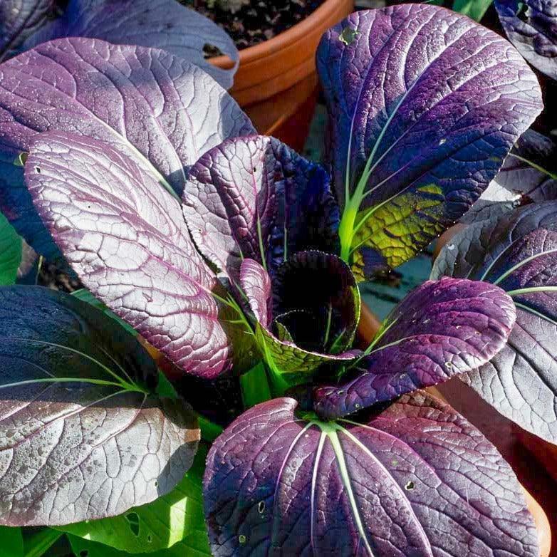 Cabbage Pak Choi Red Wizard F1 25 Seeds Small Garden Sowing