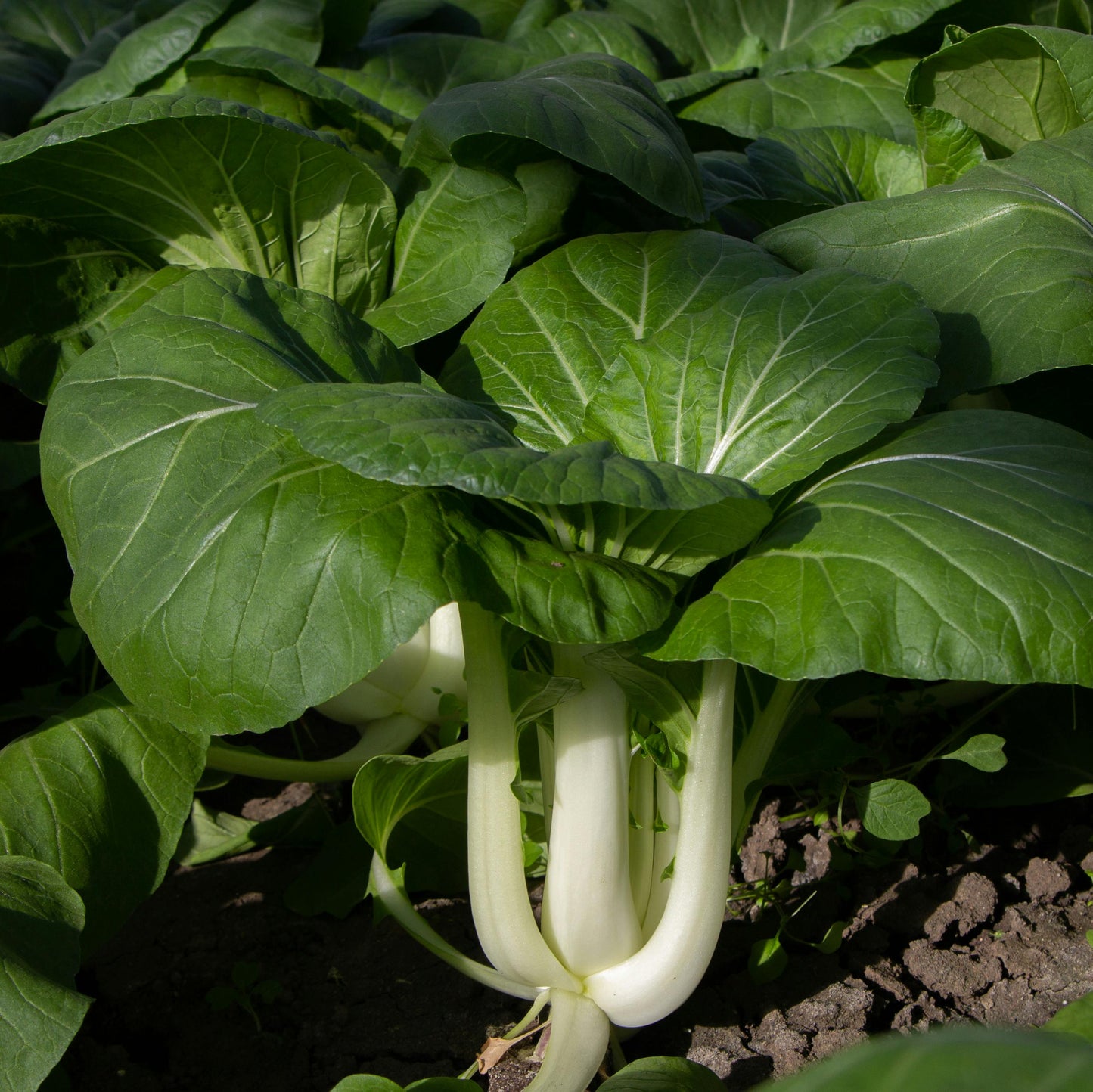 Cabbage - Pak Choi - White Stem - 50 seeds - Small Garden Sowing