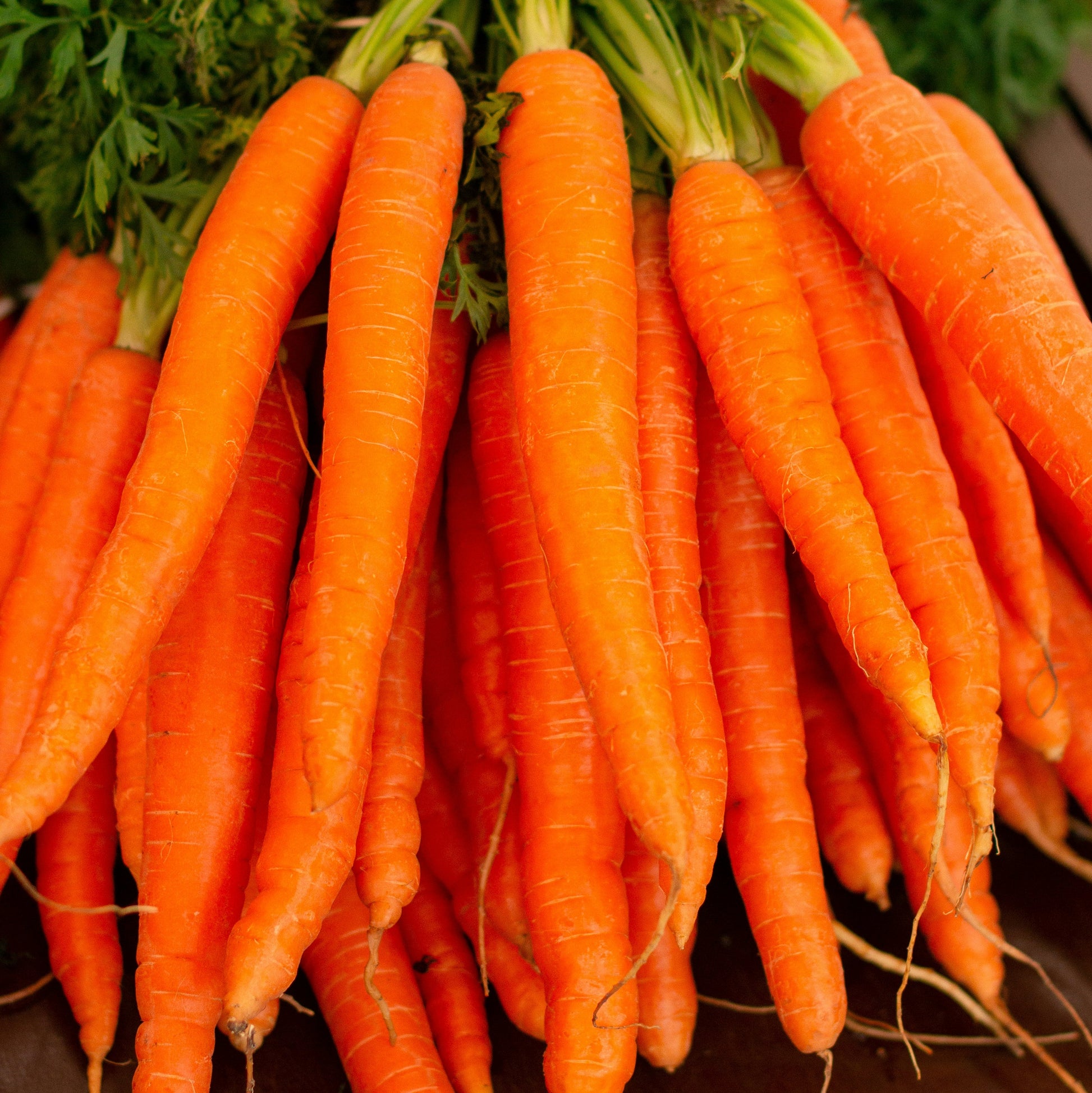 Carrot - Amsterdam Forcing - 100 seeds - Small Garden Sowing