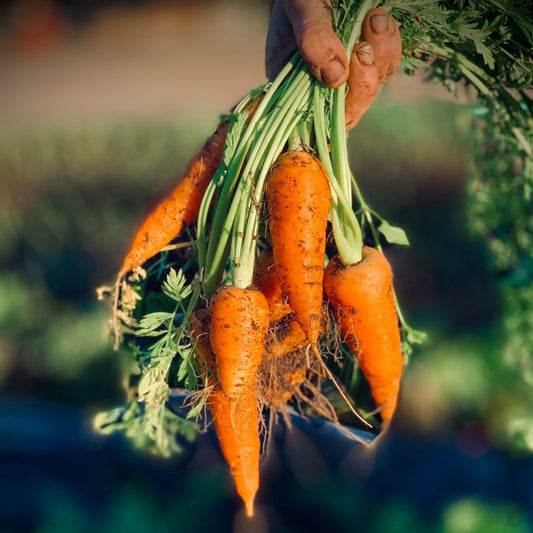 Carrot - Chantenay Red Cored 2 - 100 seeds - Small Garden Sowing