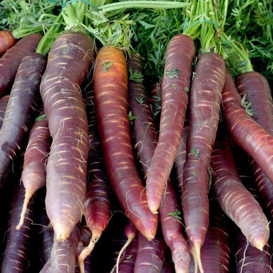 Carrot - Cosmic Purple - 100 seeds - Small Garden Sowing